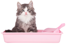 Cats LitterBoxes