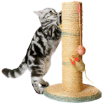 Cats ScratchPosts