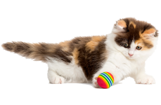 Cats Toys