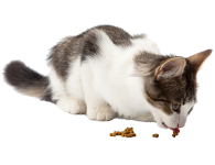 Cats Treats