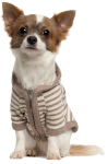 Dogs Apparel
