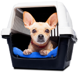 Dogs Crates