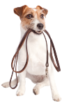 Dogs Leashes