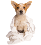 Dogs PottyTraining