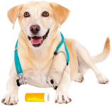 Dogs Supplements