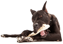 Dogs Treats