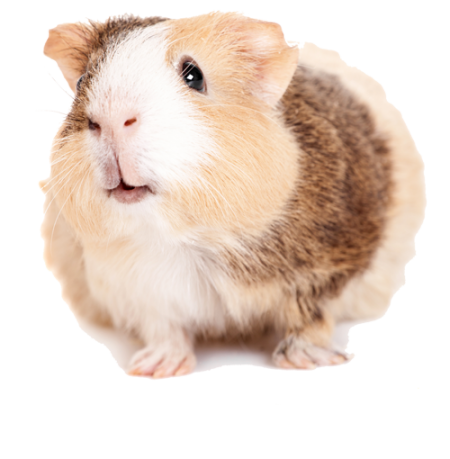 set smallanimals