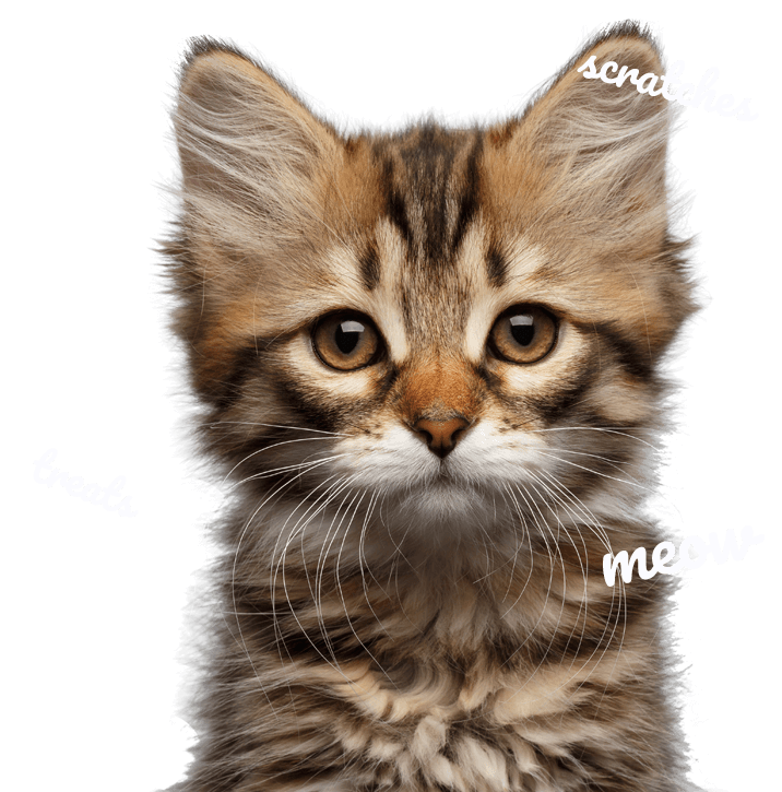 header cats